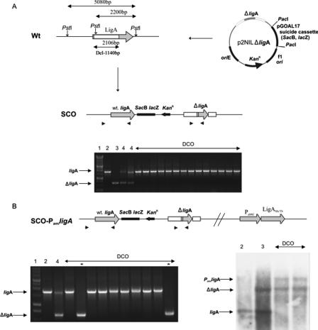 FIG. 2.