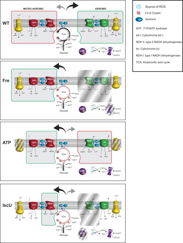 Fig 7