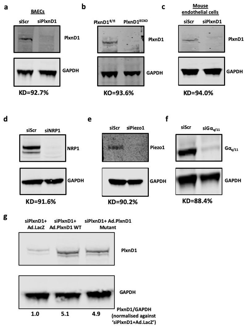 Extended Data Figure 1