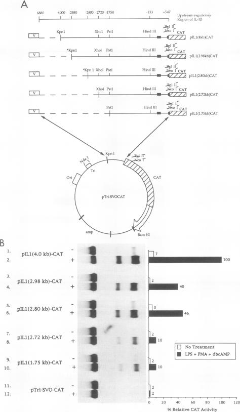 graphic file with name molcellb00023-0082-a.jpg