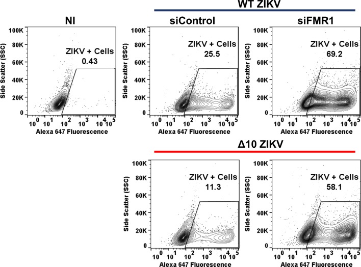 Figure 5—figure supplement 1.