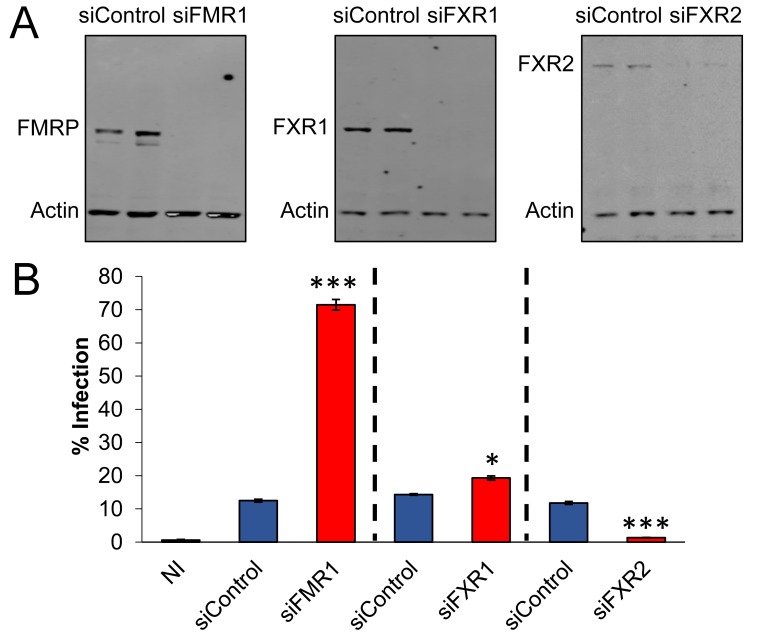 Figure 3—figure supplement 2.