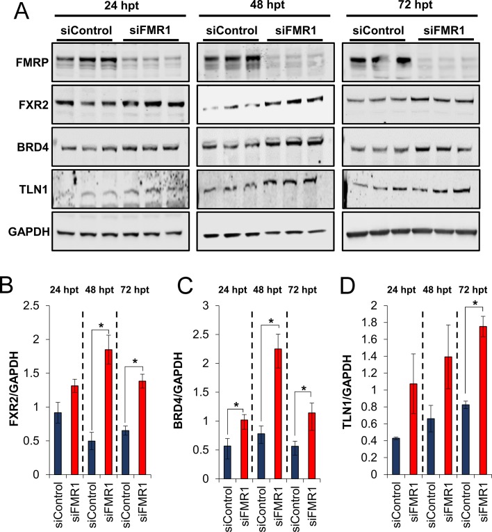 Figure 6—figure supplement 1.