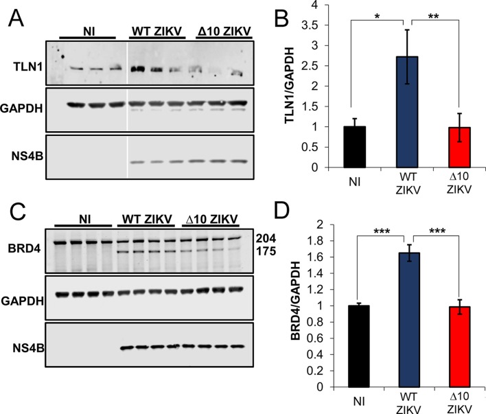 Figure 6—figure supplement 2.