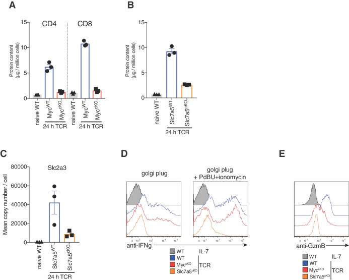 Figure 3—figure supplement 4.