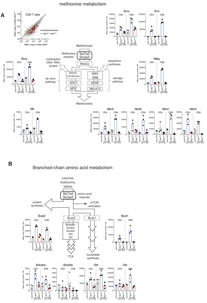 Figure 3—figure supplement 3.