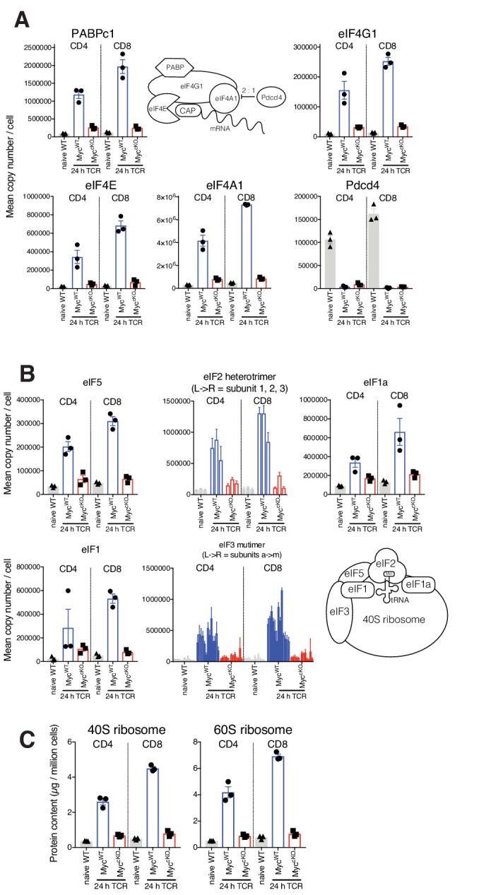 Figure 3—figure supplement 1.