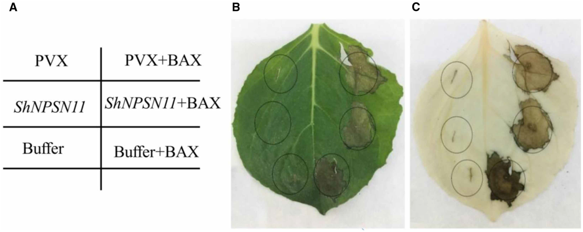 Figure 5.