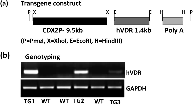 Figure 1.