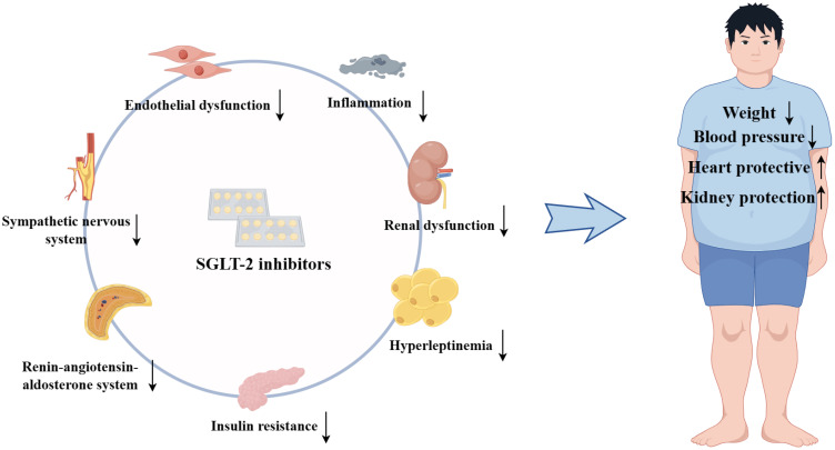 Sodium–glucose Cotransporter Protein 2 Inhibitors: Novel Application 