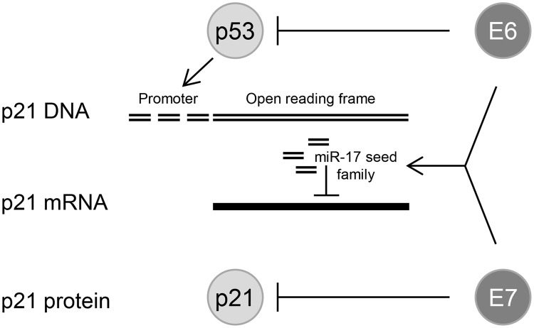 Fig 10