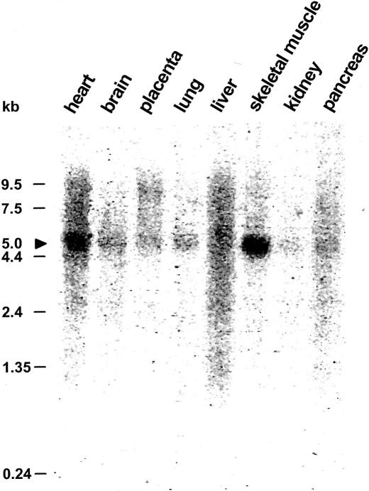 Figure  3