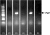 FIG. 5.