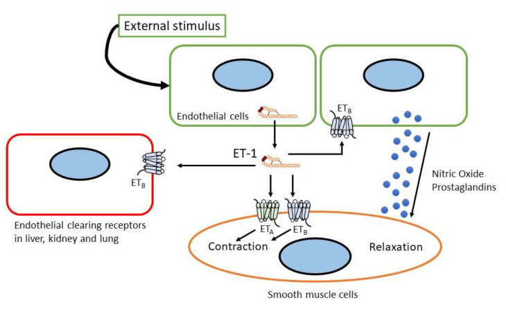 Endothelin and the Cardiovascular System: The Long Journey and Where We ...