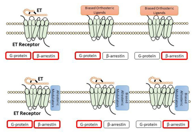 Endothelin and the Cardiovascular System: The Long Journey and Where We ...