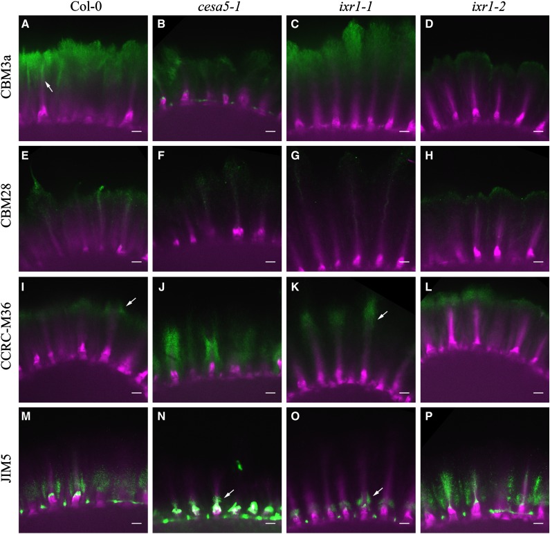 Figure 4.