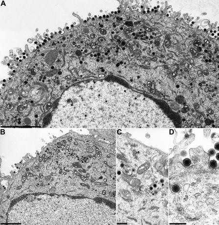 FIG. 5.