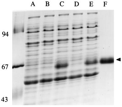 FIG. 1