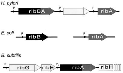 FIG. 3