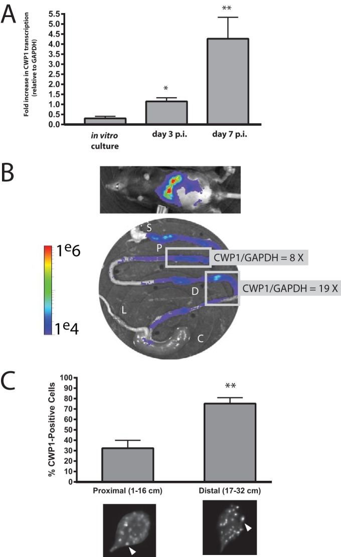 FIG 4 