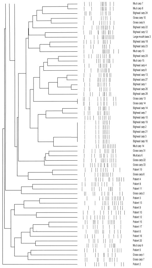 FIG. 1.