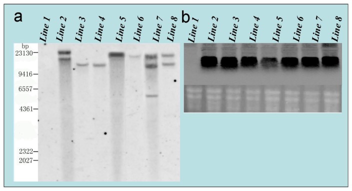 Figure 7