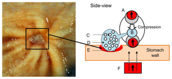 Fig. 1