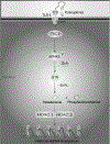 Figure 7: