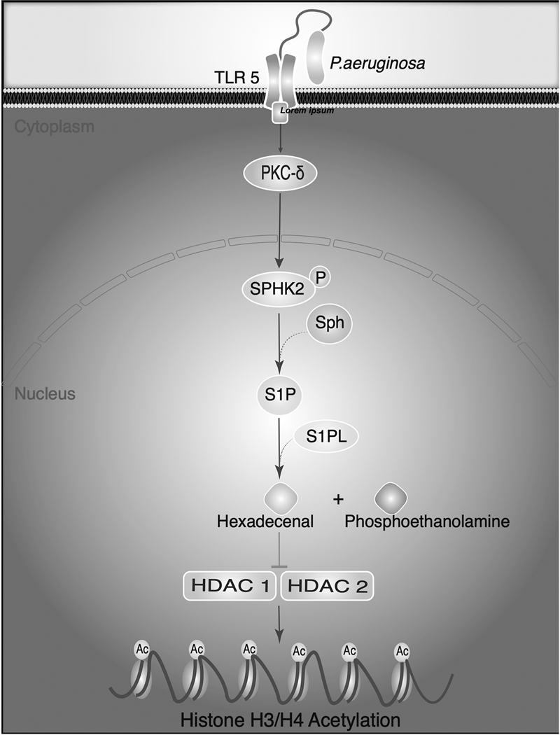 Figure 7: