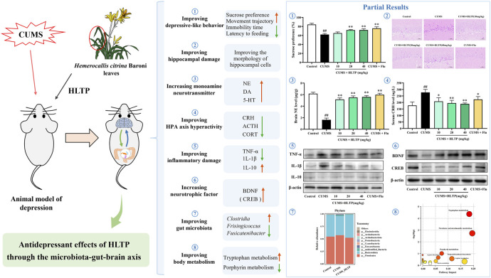 An infographic illustrates the antidepressant effects of Hemerocallis citrina Baroni leaves (HLTP) on animal models of depression induced by chronic unpredictable mild stress (CUMS). The left section shows the treatment pathway from CUMS to HLTP, involving the microbiota-gut-brain axis. Key improvements include depressive behavior, hippocampal damage, neurotransmitter levels, HPA axis hyperactivity, inflammation, neurotrophic factors, gut microbiota, and body metabolism. The right section displays partial results with bar graphs, histological images, protein expression bands, and microbiota and metabolism charts, comparing control, CUMS, and HLTP treatments.