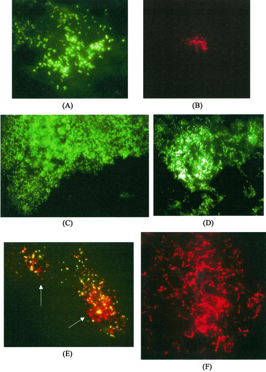 FIG.3.