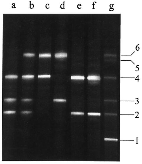 FIG. 1.