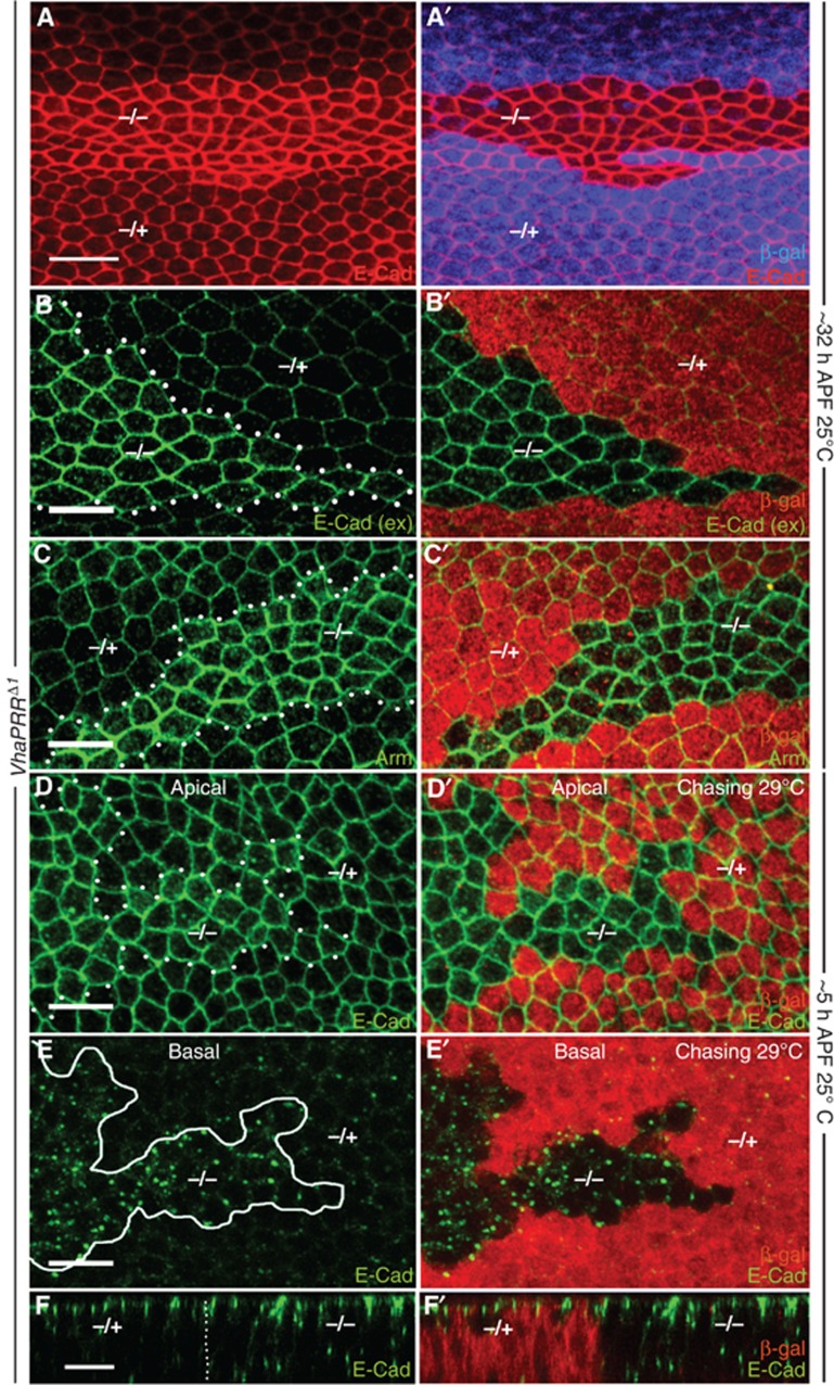 Figure 7