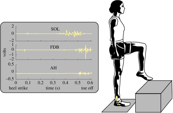 Figure 1.