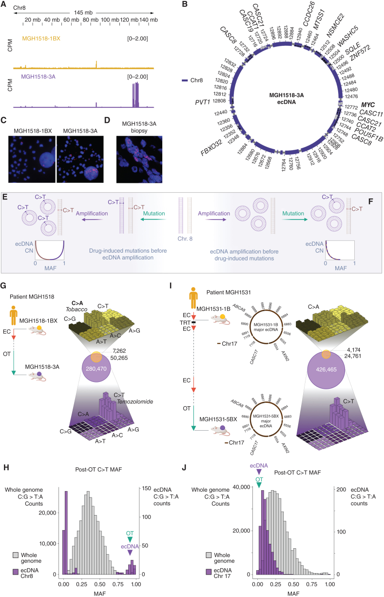 Figure 2. Serial PDX models demonstrate MYC amplification on ecDNA acquired after the start of second-line therapy. A, Copy-number variation on chromosome 8 demonstrated focal amplification of discontinuous segments including MYC in MGH1518-3A but not MGH1518-1BX. Peak heights = counts per million mapped reads (CPM). B, AmpliconArchitect (AA) reconstruction of circular ecDNA containing MYC. C, FISH using probes for MYC in metaphase cells from MGH1518-1BX (left) and MGH1518-3A (right) xenografts following dissociation. MYC foci apart from DAPI-stained chromosomes confirm the presence of ecDNAs in MGH1518-3A but not MGH1518-1BX. D, FISH of probes for MYC in the patient tumor biopsy sample that gave rise to MGH1518-3A. E–F, Model depicting ecDNA amplification either before or after TMZ-induced C>T mutations. E, If TMZ causes a C>T mutation that is amplified on an ecDNA, then the mutant allele fraction (MAF) will increase with ecDNA copy number (CN). Conversely, if TMZ causes a C>T mutation on the unamplified allele, then its MAF will decrease after amplification. F, If ecDNA amplification precedes TMZ, then the C>T MAFs will be inversely proportional to ecDNA CN, regardless of location. G–H, MGH1518 serial model mutation analysis. G, Left: Clinical history of MGH1518 serial models as in Fig. 1B. Right center: Venn diagram compares the shared and unique mutations in serial models to reveal >280,000 new mutations in MGH1518-3A. Right top and bottom: three-dimensional bar plots (also called “Lego plots”) representing mutational signatures in a three-base context for each model (three-base key in Supplementary Fig. S2C). Note that tobacco smoking-induced C>A transversions in MGH1518-1BX (top, yellow) have been overshadowed by TMZ-induced C>T transition mutations in MGH1518-3A (bottom, purple). H, Distribution of C>T MAFs across the whole MGH1518-3A genome (gray, left y-axis) and on ecMYC (purple, right y-axis), in 30 bins ranging from 0 to 1. Bimodal distribution is consistent with ecDNA amplification after the start of TMZ as depicted in E. I–J, MGH1531 serial model mutation analysis. I, Left: Patient MGH1531 received two cycles of EC at a reduced dose with disease stabilization, and PDX MGH1531-1B was derived from a pleural effusion specimen. Patient then responded well to thoracic radiation, further EC, rechallenge with EC, and then OT. After 7.2 months on OT, a brain metastasis was resected and gave rise to MGH1531-5BX. Right: mutation overlap and signatures as in G for MGH1518 models. Center: AA reconstruction of circular ecDNA as in B reveals the same ecDNA in both MGH1531-1B and MGH1531-5BX. I, Distribution of C>T MAFs in MGH1531-5BX, as in H for MGH1518-3A. Absence of a high-MAF peak is consistent with ecDNA amplification before the start of TMZ as depicted in F. Created with BioRender.com.