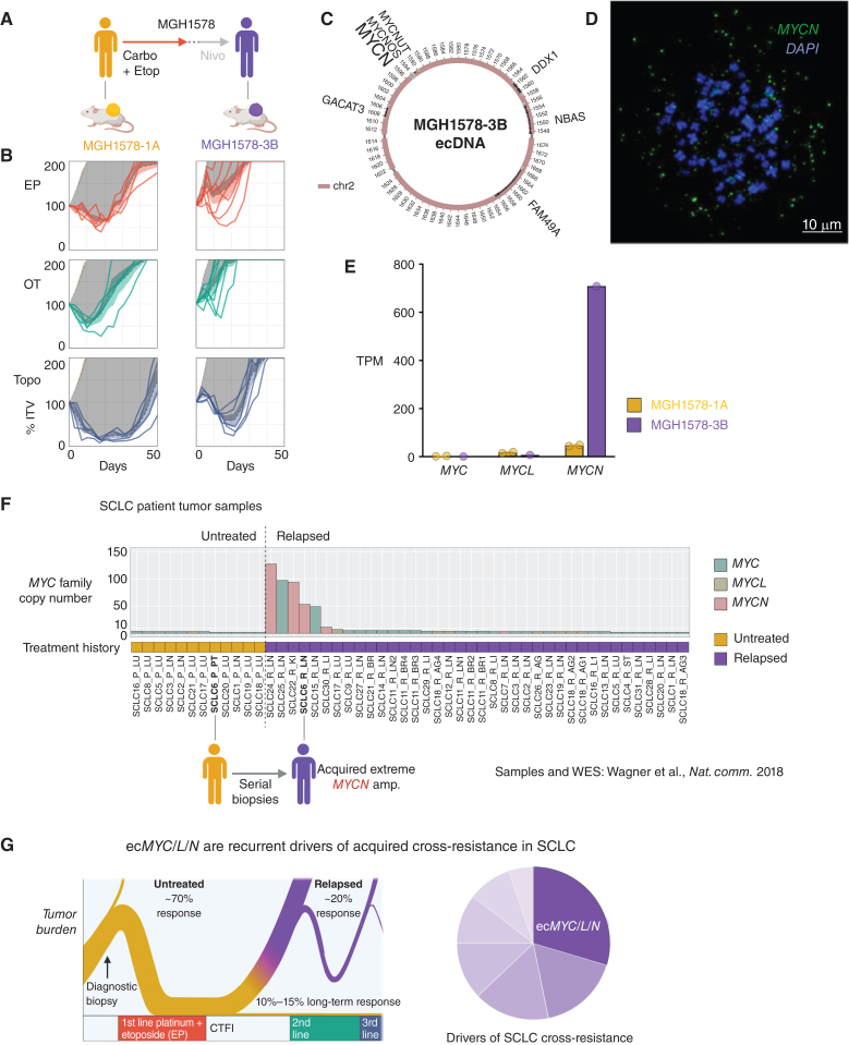 Figure 7. ecDNA amplifications of MYC paralogs are recurrent in tumor samples from patients with relapsed SCLC. A–E, Serial PDX models derived from the second patient, MGH1578, in which ecDNA amplification of an MYC paralog was detected only following relapse and acquired cross-resistance. A, Clinical treatment history of patient MGH1578. Prior to therapy, PDX model MGH1578-1A was derived from CTCs. The patient then received five cycles of EC reduced for cytopenias, followed by 14 days off therapy before progression. Second-line nivolumab was ineffective, and then MGH1578-3B was derived from CTCs. B, MGH1578 serial PDX responses to EP, OT, and Topo as in Fig. 1C, demonstrating acquired cross-resistance. C, AA reconstruction of ecMYCN detected in MGH1578-3B but not MGH1578-1A. D, Confirmation of ecMYCN in MGH1578-3B with MYCN-FISH in metaphase cells, as in Fig. 2B and C for ecMYC, and Supplementary Fig. S9E for ecMYCL. E, MGH1578 PDX MYC paralog transcripts per million (TPM). Circles = replicate xenografts. Error bars = mean and SEM, as in Fig. 1D. F, Maximum copy number of MYC, MYCL, or MYCN in SCLC patient tumor samples, with whole-exome sequencing and annotated treatment histories (untreated vs. relapsed) as reported in Wagner et al. (62). Post-relapse samples were reported for 30 patients, with multiple relapsed biopsies from 2 patients (SCLC11 and SCLC18). For 12 of 30 patients, paired pretreatment biopsies were also reported. Reanalysis of MYC paralog copy number by unsegmented exon counts as described in text and Methods. G, The biphasic clinical trajectory of SCLC, progressing from broad chemosensitivity to acquired cross-resistance, as presented in Fig. 1A, with our proposal that ecMYC/N/L amplifications are recurrent drivers of cross-resistance after relapse. Created with BioRender.com.