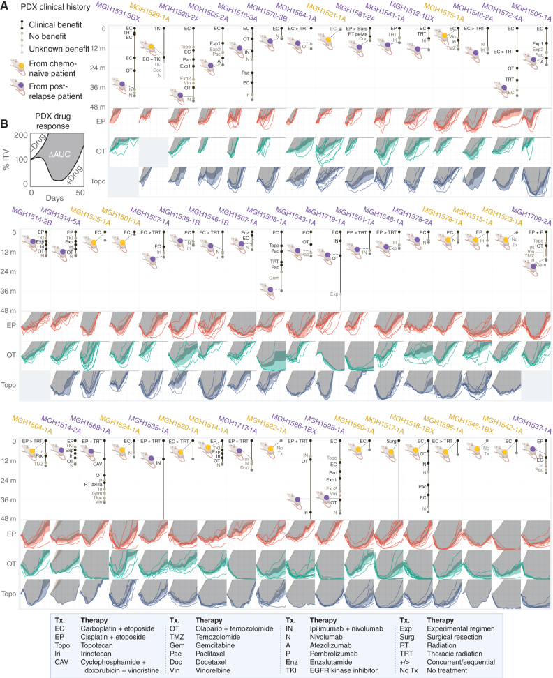 Figure 5. Clinical and functional annotation of PDX panel to measure acquired cross-resistance in SCLC. A, Patient treatment histories before and after model derivation, for 48 months following the start of first-line therapy. Xenograft color denotes models derived before (yellow) or after (purple) first-line chemotherapy. Segment length = therapy duration. Segment shade = early progression (tan) vs. disease stabilization or regression (black) vs. unknown benefit (gray). Therapy abbreviation key below. B, PDX responses in vivo to EP, OT, and topotecan. TV curves for individual treated xenografts, average TV curves for models with or without treatment ± 95% CI, and ΔAUC as depicted for MGH1518 models in Fig. 1C; Supplementary Fig. S1A–S1C. PDX models are arranged by increasing chemosensitivity (ΔAUCavg, Fig. 6A) from top left to bottom right. Created with BioRender.com.