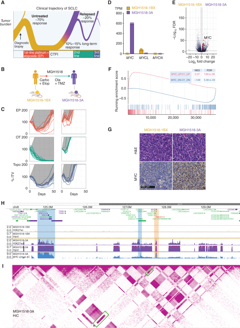 Figure 1. Serial PDX models of SCLC demonstrate cross-resistance and high-level MYC expression acquired after two lines of therapy. A, The biphasic clinical trajectory of SCLC, from broad chemosensitivity to acquired cross-resistance. Ribbon thickness depicts the proportion of patients. Purple = relapse. CTFI = chemotherapy-free interval. B, Clinical treatment history of patient MGH1518. Prior to therapy, PDX model MGH1518-1BX was derived from core biopsy. Patient then received 5 cycles of EC, followed by 65 days off therapy and progression at first restaging. Second-line OT resulted in a durable partial response of 6.8 months. PDX model MGH1518-3A was derived after progression on OT. C, PDX responses to EP, OT, and topotecan (Topo), as described in detail in Supplementary Fig. S1A–S1C for MGH1518-1BX treated with EP (top left). Solid color lines = tumor-volume (TV) curves for treated xenografts starting from initial tumor volume (ITV) of 300–600 mm3. Dashed color lines + color shading = average TV curves ± 95% confidence interval (CI). Tan dashed lines + shading = untreated TV curves ± 95% CI from model growth coefficients calculated from 94 MGH1518-1BX xenografts and 60 MGH1518-3A xenografts. Dark gray shading = difference in the area under treated and untreated average TV curves (ΔAUC). D, PDX MYC paralog transcripts per million (TPM). Circles = replicate xenografts. Error bars = mean and SEM. E, PDX differential gene expression. Red = genes upregulated upon overexpression of MYC per the MSigDB gene set “MYC_UP.V1_UP,” which is derived from ectopic MYC expression in primary breast epithelial cells (36). F, Gene set enrichment plot in MGH1518-3A vs. MGH1518-1BX for genes upregulated and downregulated with MYC overexpression. G, PDX morphology by hematoxylin and eosin stain, and MYC expression by IHC. H–I, PDX Histone H3K27ac ChIP-seq, Hi-C, and virtual 4C viewed in a 6 MB region on chromosome 8q24 containing the MYC locus. H, Normalized input and H3K27ac signals between models. Peak heights = counts per million mapped reads (CPM). Orange shaded region = MYC locus. I, MGH1518-3A Hi-C contact map and degree of interaction with the MYC locus by virtual 4C. Hi-C map color intensity = frequency of interaction between 2 loci. Virtual 4C peak height = relative interaction frequency with the MYC locus. Green boxes and blue-shaded regions = loci with strong interactions with the MYC locus, high H3K27ac peak, and chromatin input indicative of focal amplification. Created with BioRender.com.