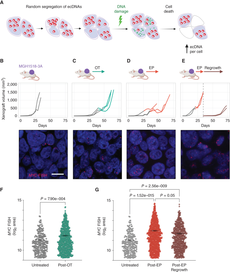 Figure 4. Selection of tumor cells with the highest ecMYC after chemotherapy. A, Following xenograft progression on chemotherapy, the distributions of ecMYC copy numbers in treated tumors are compared with untreated tumors to determine whether ecMYC promotes DNA damage survival. B–E, MGH1518-3A xenografts tumor volume curves from implantation to resection (top) and representative MYC-FISH images (bottom). For growth curves, the transition from gray to color at the start of therapy. Xenografts were either untreated (B) or treated with full regimens of OT (C) or EP (D). E, Xenografts were treated with slightly reduced doses of EP from the standard regimen (5 mpk cisplatin day 1 + 8 mpk etoposide days 1–3 of 7 days × 2 cycles), then allowed to grow to 1,200–1,600 mm3, resected and cryopreserved. Posttreatment samples were then implanted and grown off therapy to at least 500 mm3. F–G, Measurement of MYC-FISH area per cell in untreated and treated xenografts. Comparison of distributions, and nonparametric test P values. Created with BioRender.com.