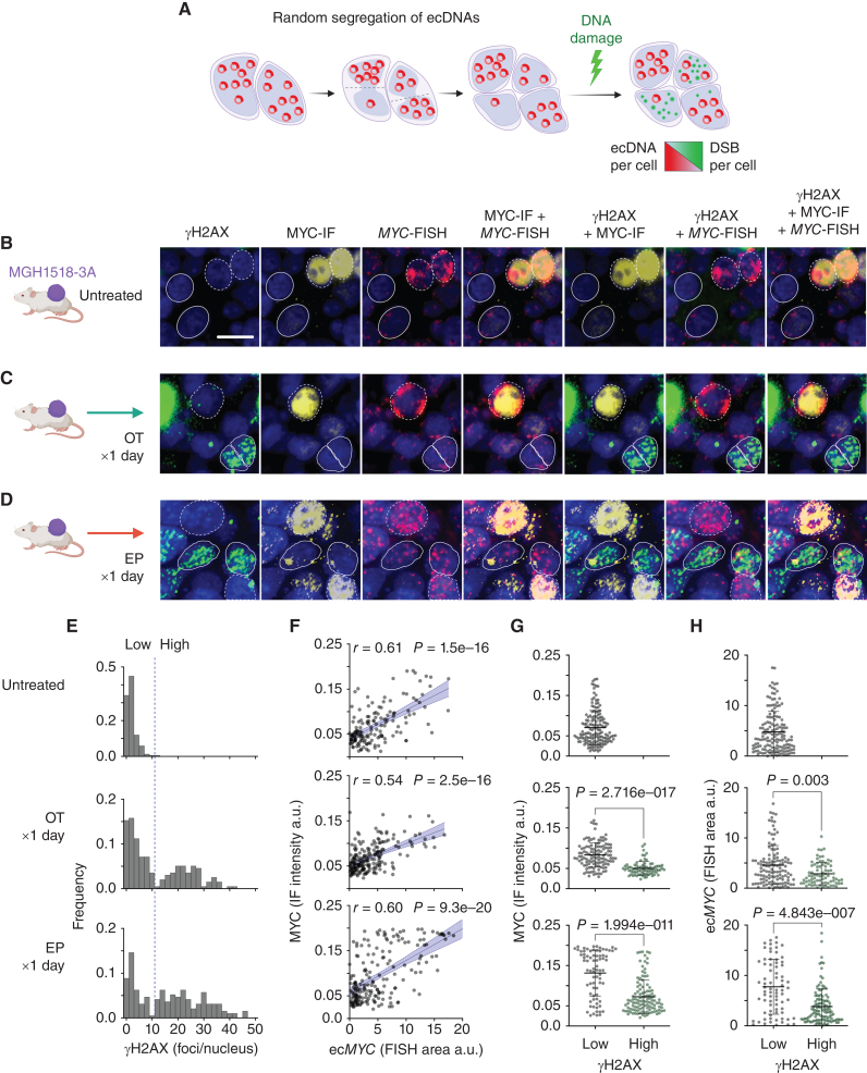 Figure 3. ecMYC protects cells from DNA damage induced by chemotherapy. A, Schema to determine whether ecMYC protects cancer cells from DNA damage. Daughter cells inherit variable numbers of ecDNAs due to random segregation during mitosis. This generates natural copy-number heterogeneity that can be exploited experimentally to measure the effects of ecDNA dosage on therapy-induced DNA damage in individual tumor cells. B–D, MGH1518-3A xenografts (mean 58 copies ecMYC per cell) received either no treatment, a single day of OT, or a single day of EP and then were resected and fixed in formalin. Each xenograft tissue section was imaged by immunofluorescence for MYC protein and γH2AX, and by MYC-FISH for ecMYC content, with DAPI nuclear stain. γH2AX foci denote sites of DNA damage signaling, whereas homogenous γH2AX nuclear signals denote apoptotic nuclei. Dashed borders mark ecMYC high cells, and solid borders mark ecMYC low cells. Scale bar = 10 μm. E, Distributions of γH2AX foci/nucleus. Treatment resulted in bimodal distributions with a clear threshold between damaged and undamaged cells (dashed line). F, Normalized MYC immunofluorescence vs. MYC-FISH area per nucleus. r = Pearson correlation coefficient, p = significance of correlation. G–H, MYC immunofluorescence (G) or MYC-FISH area (H) in nuclei with high or low γH2AX foci (with or without DNA damage), as measured by γH2AX foci/nucleus threshold in E. Created with BioRender.com.