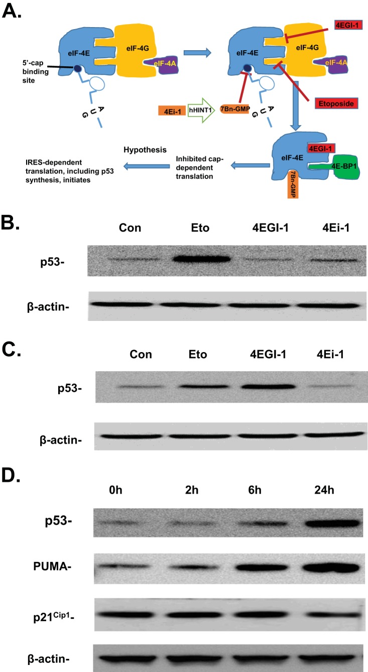 FIG 1