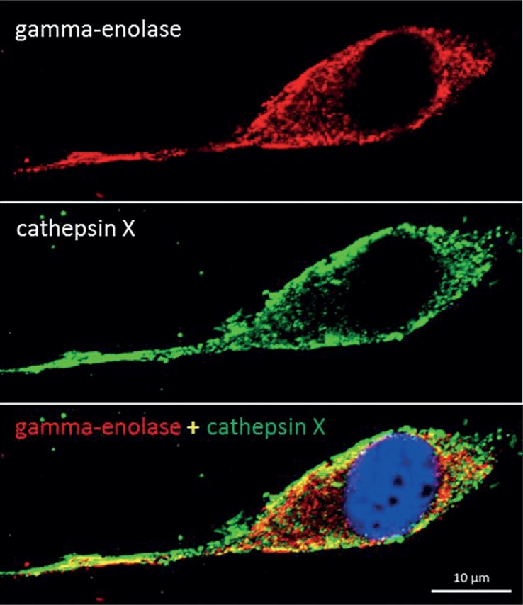 FIGURE 2.