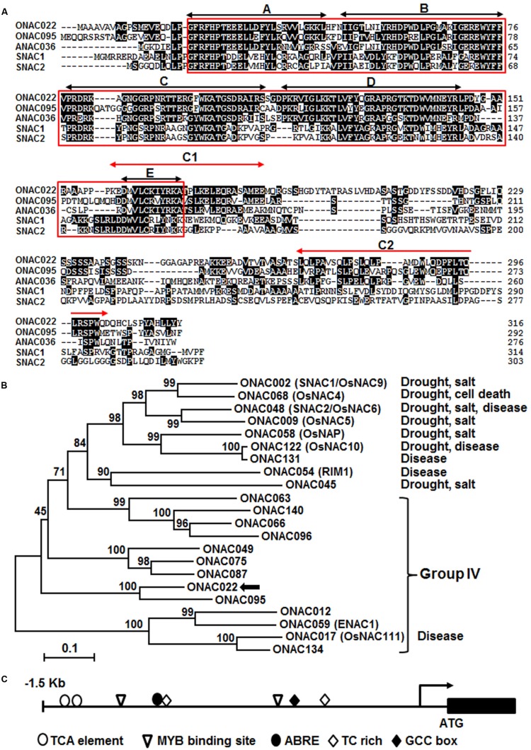 FIGURE 1