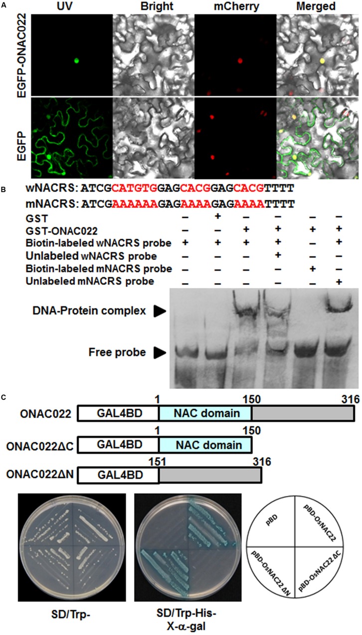 FIGURE 3