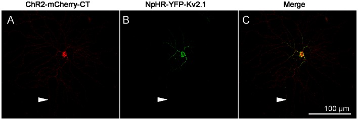 Figure 4