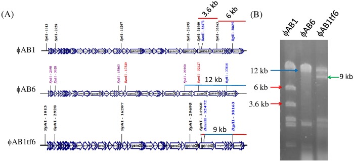 Fig 6