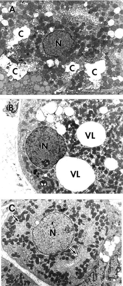 Figure 4  