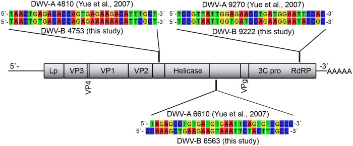 FIG 3