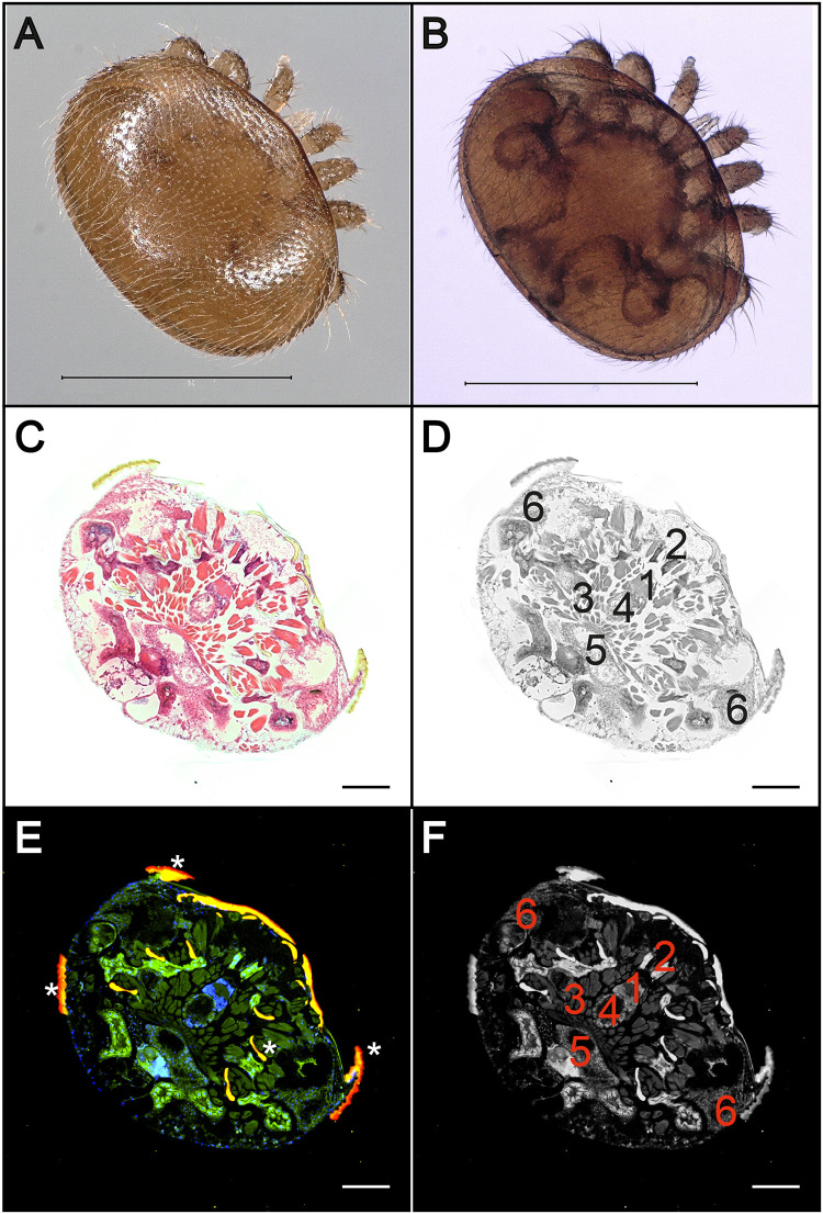 FIG 2