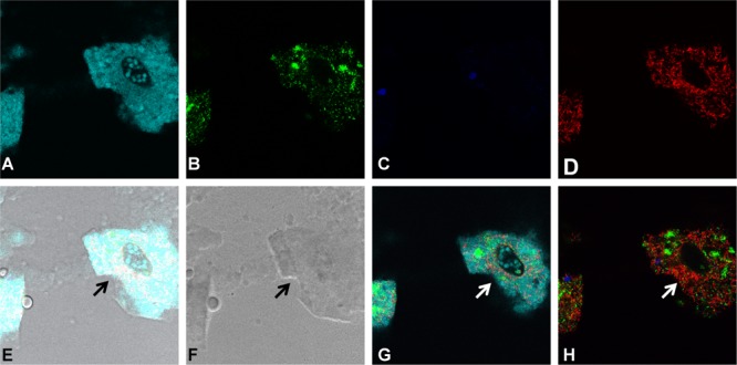 FIGURE 6